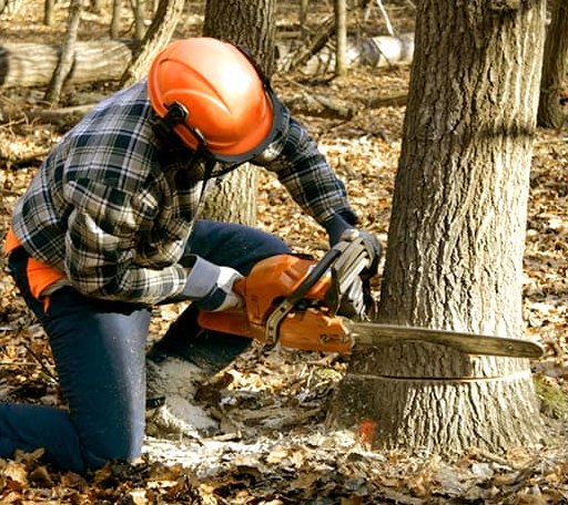 Tree Removal in Pittsfield, ME